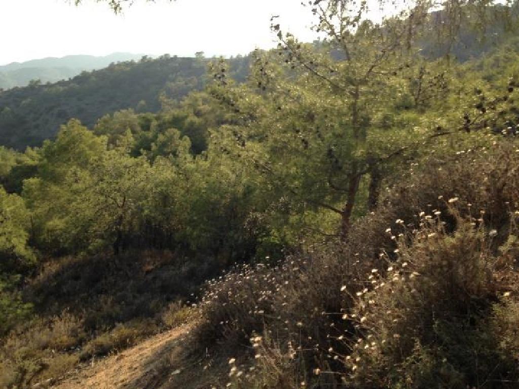 Field-Vavatsinia-PR38079