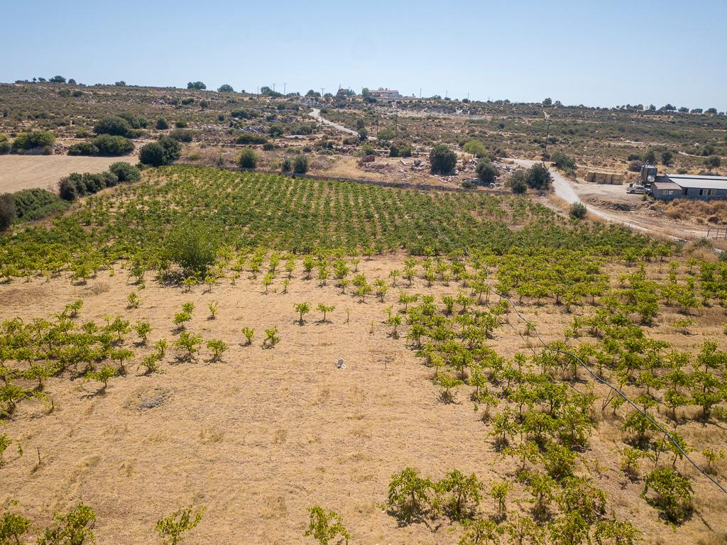 Field-Pachna-PR39633