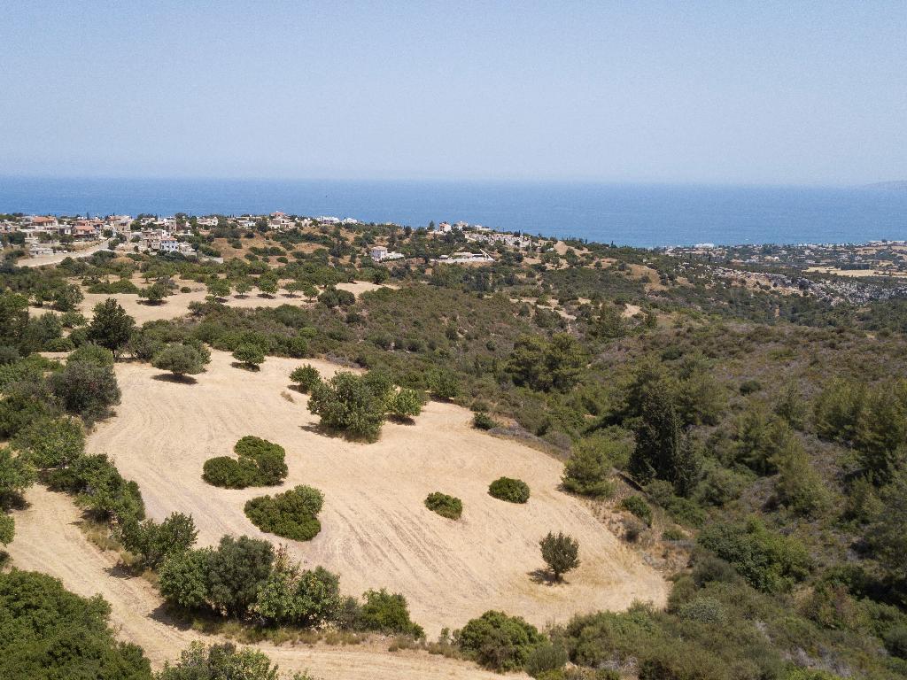 Field-New Chorio-PR35586