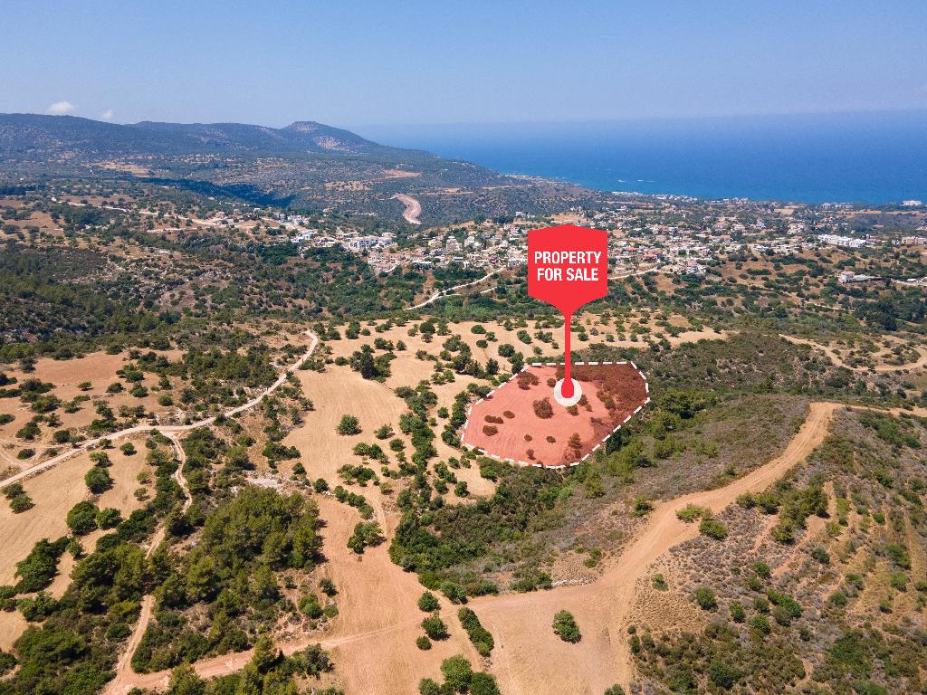 Field-New Chorio-PR35586