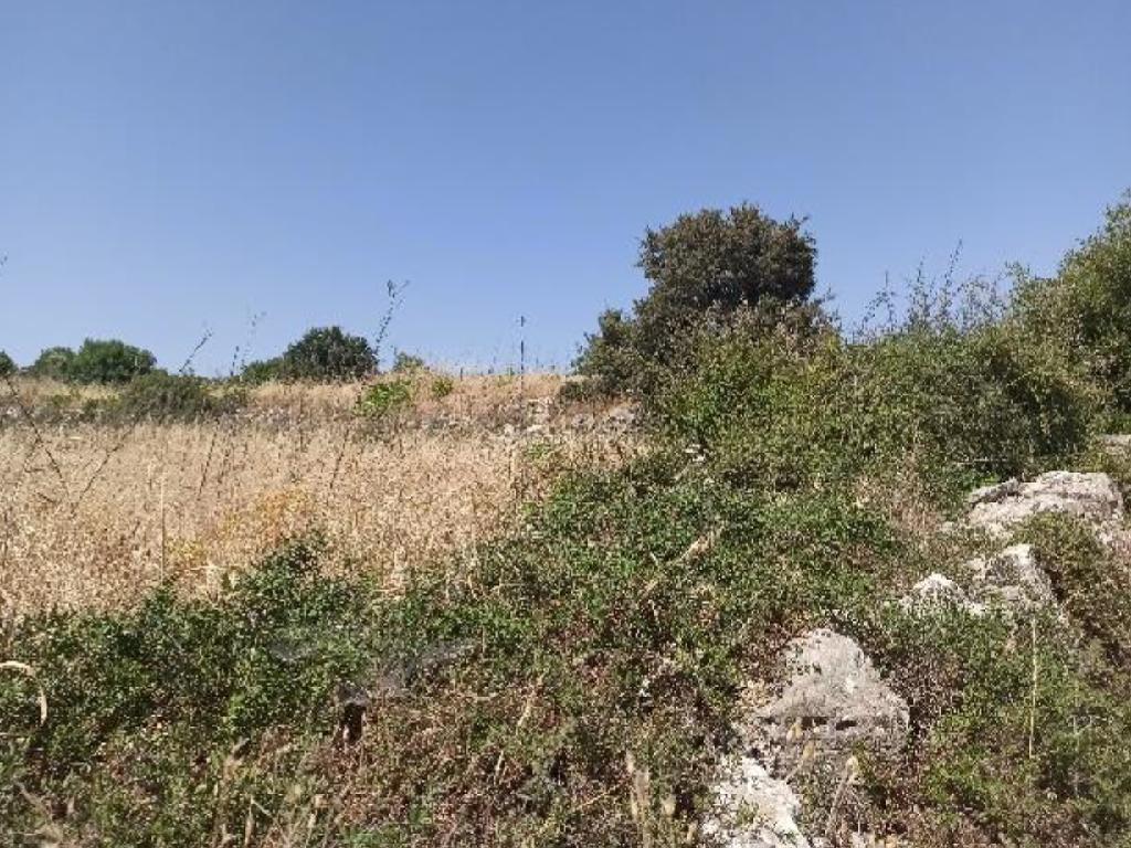 Field-Pachna-PR36486