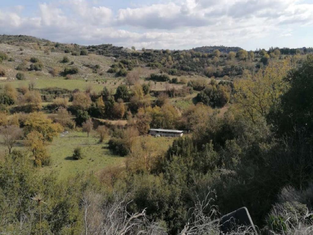 Field-Psathi-PR36265