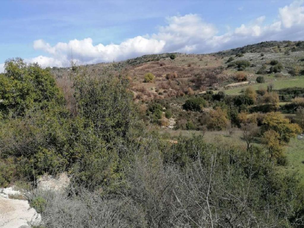 Field-Psathi-PR36265