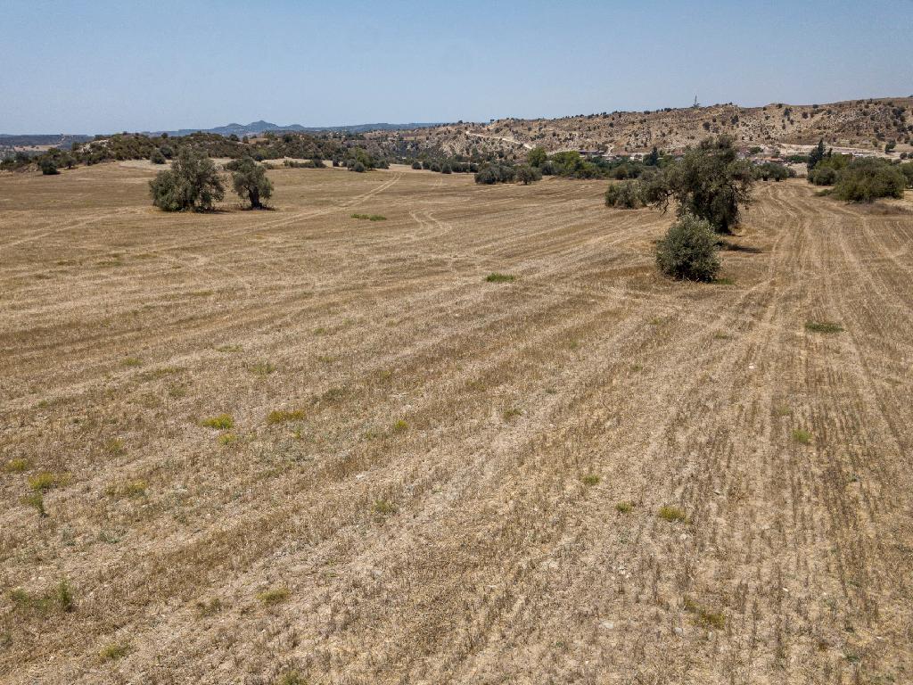 Field (Share) - Agglisides, Larnaca