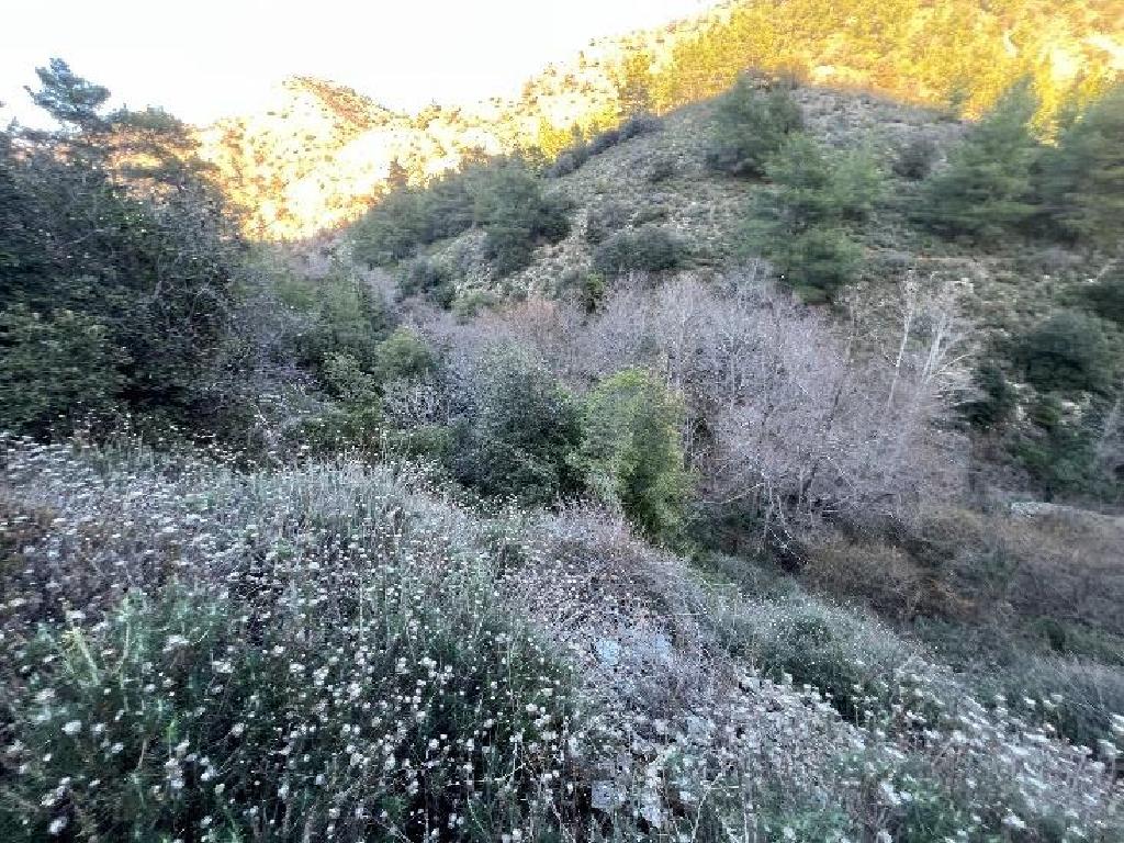 Field-Farmakas-PR41871