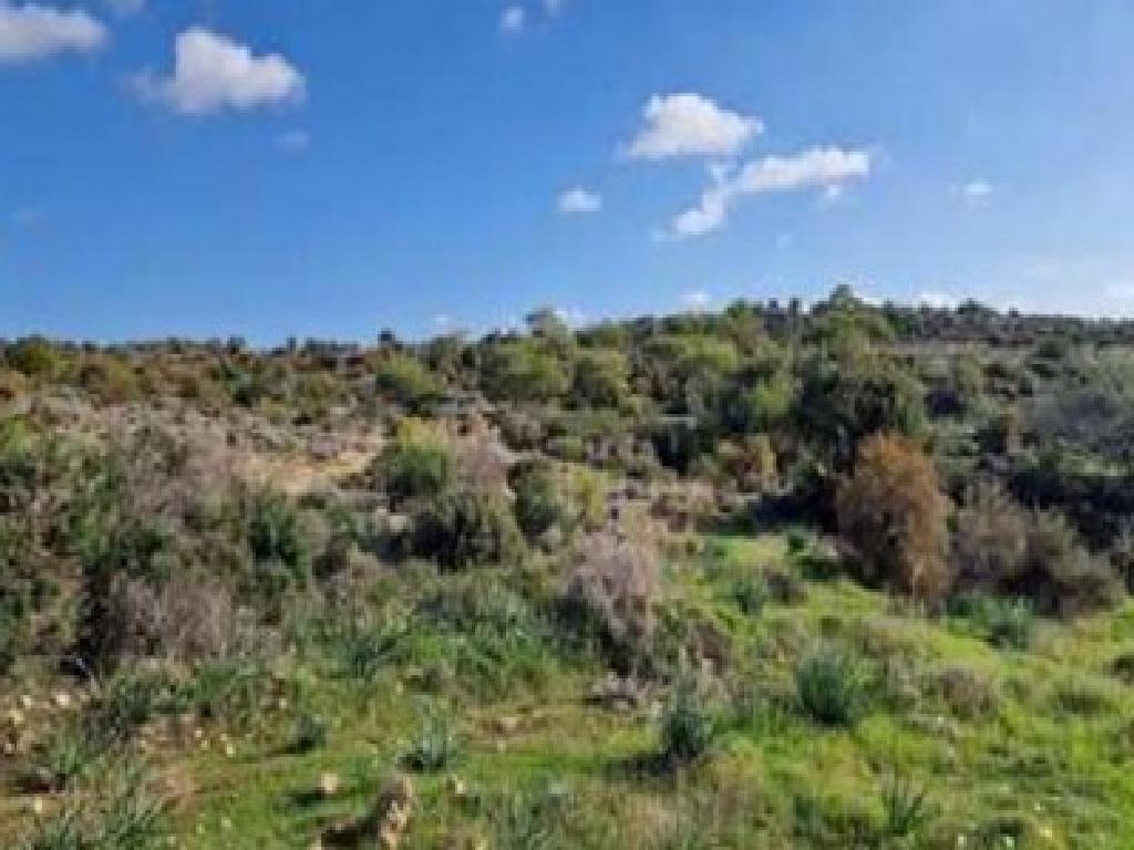 Field-Pissouri-PR41998