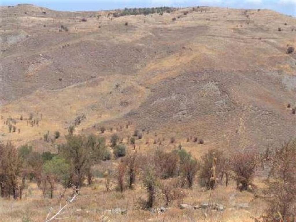 Field-Koilinia-PR13436