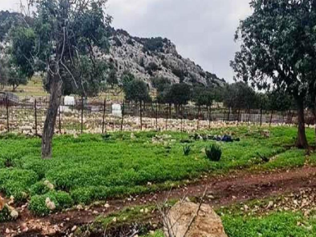 Field - Pegeia, Paphos