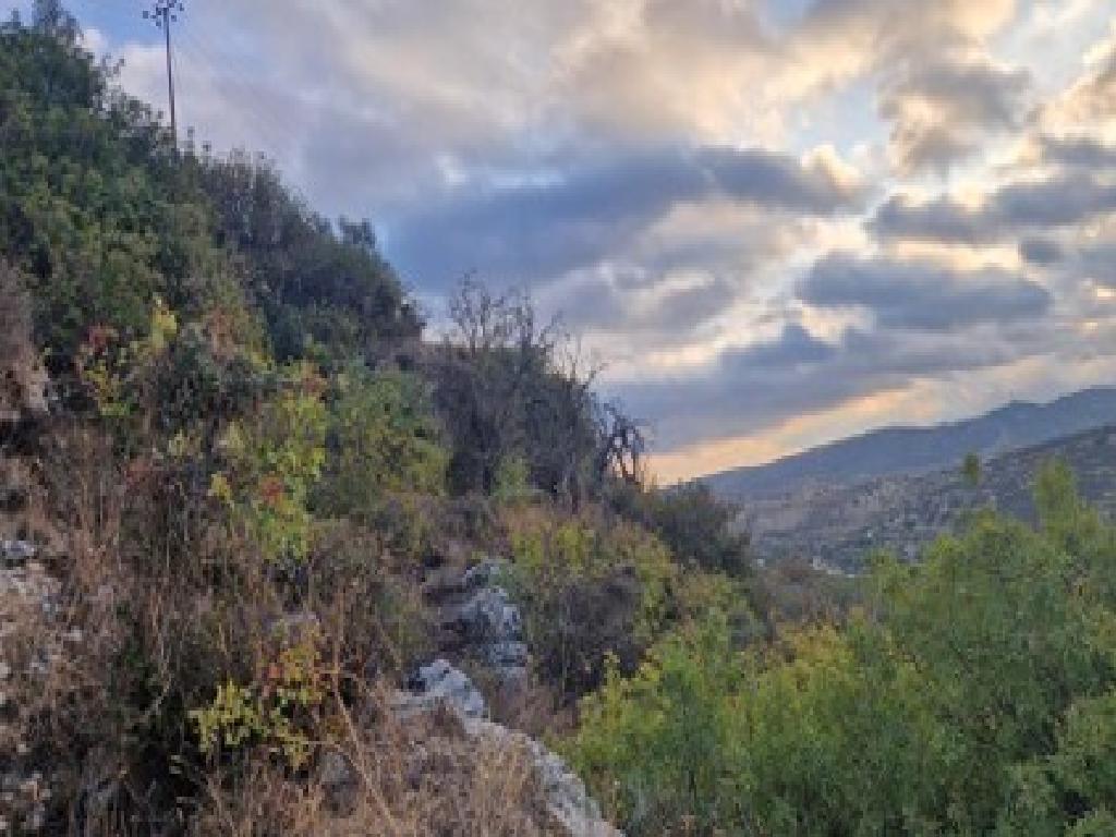 Field - Agios Therapon, Limassol