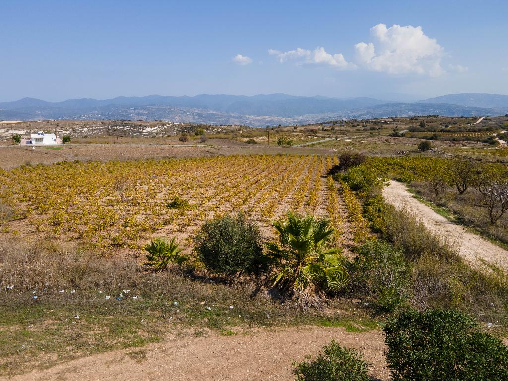 Field-Pano Arodes-PR37010