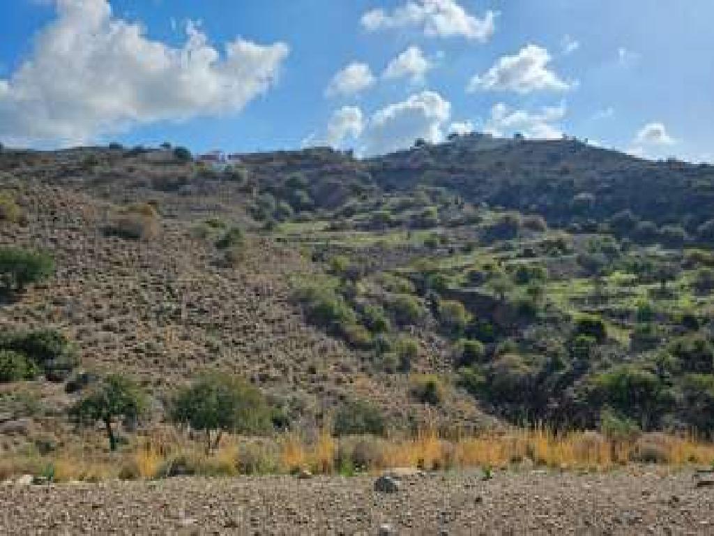 Field-Pegeia-PR40557
