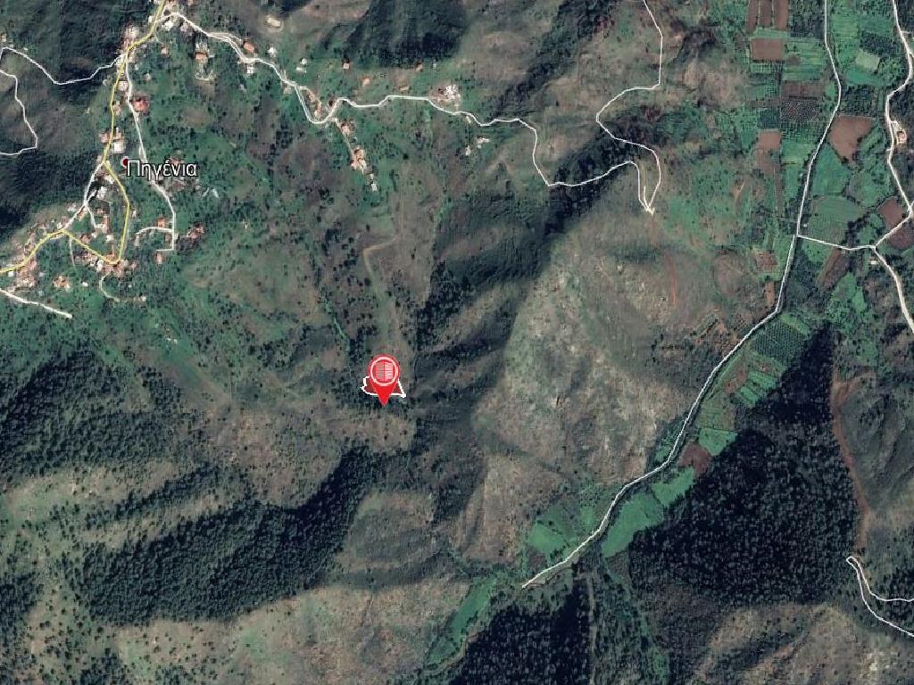 Field-Pigenia-PR13476