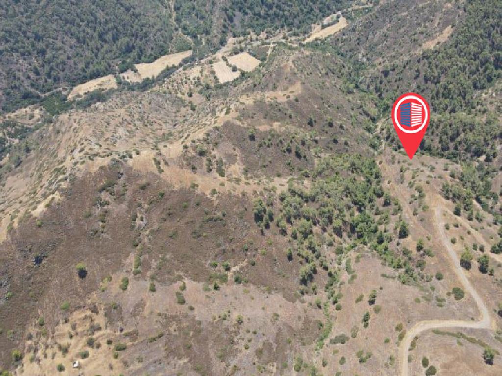 Field-Pigenia-PR13476