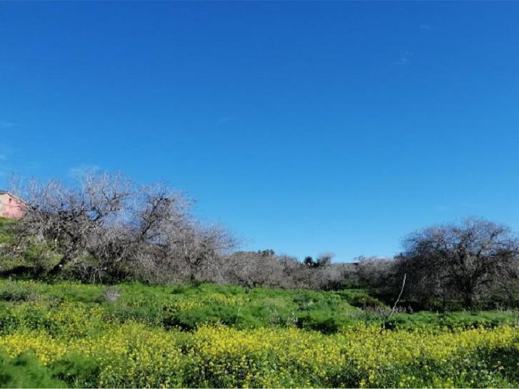 Field - Tremithousa, Paphos