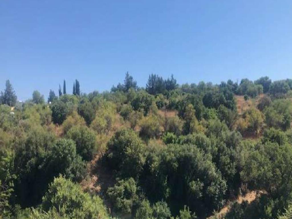 Field-Choulou-PR12945