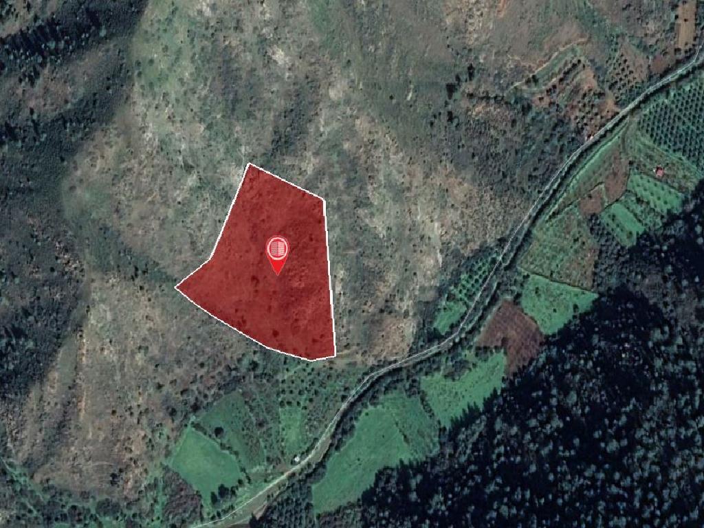 Field-Pigenia-PR13477