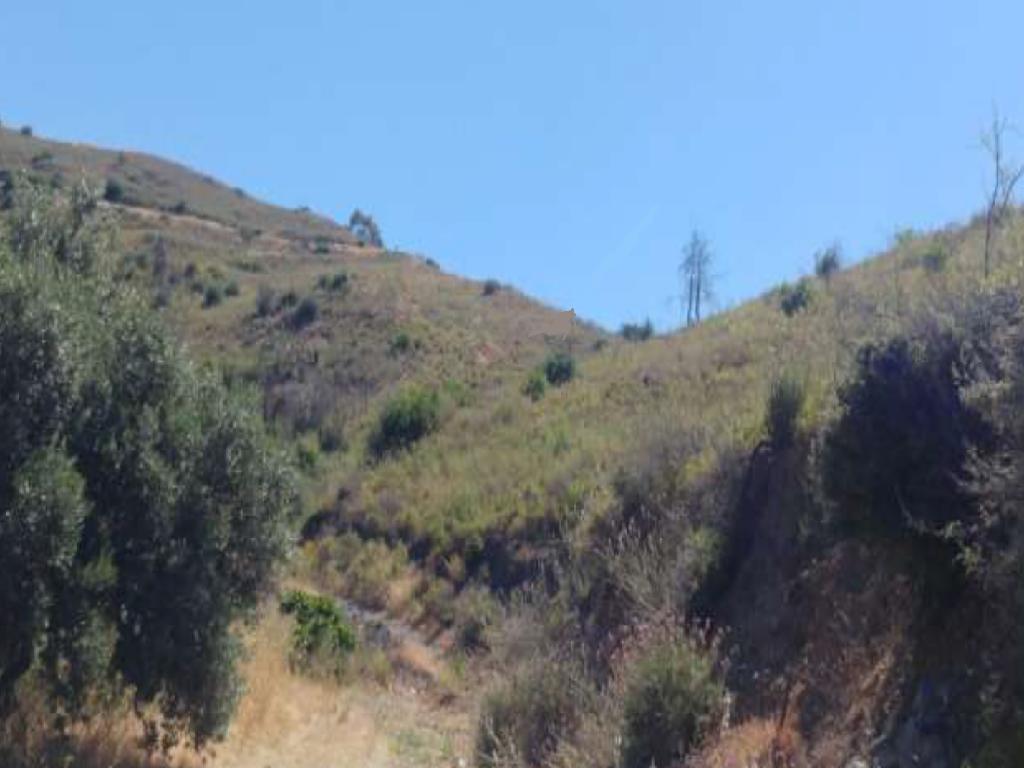Field-Ora-PR36393