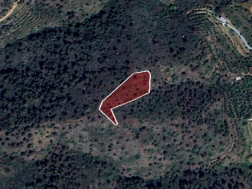 Field-Palaichori Orinis-PR40249