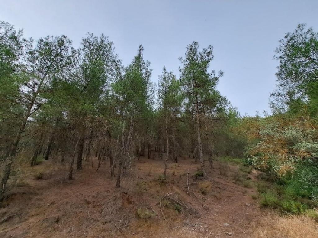 Field-Palaichori Orinis-CP10096