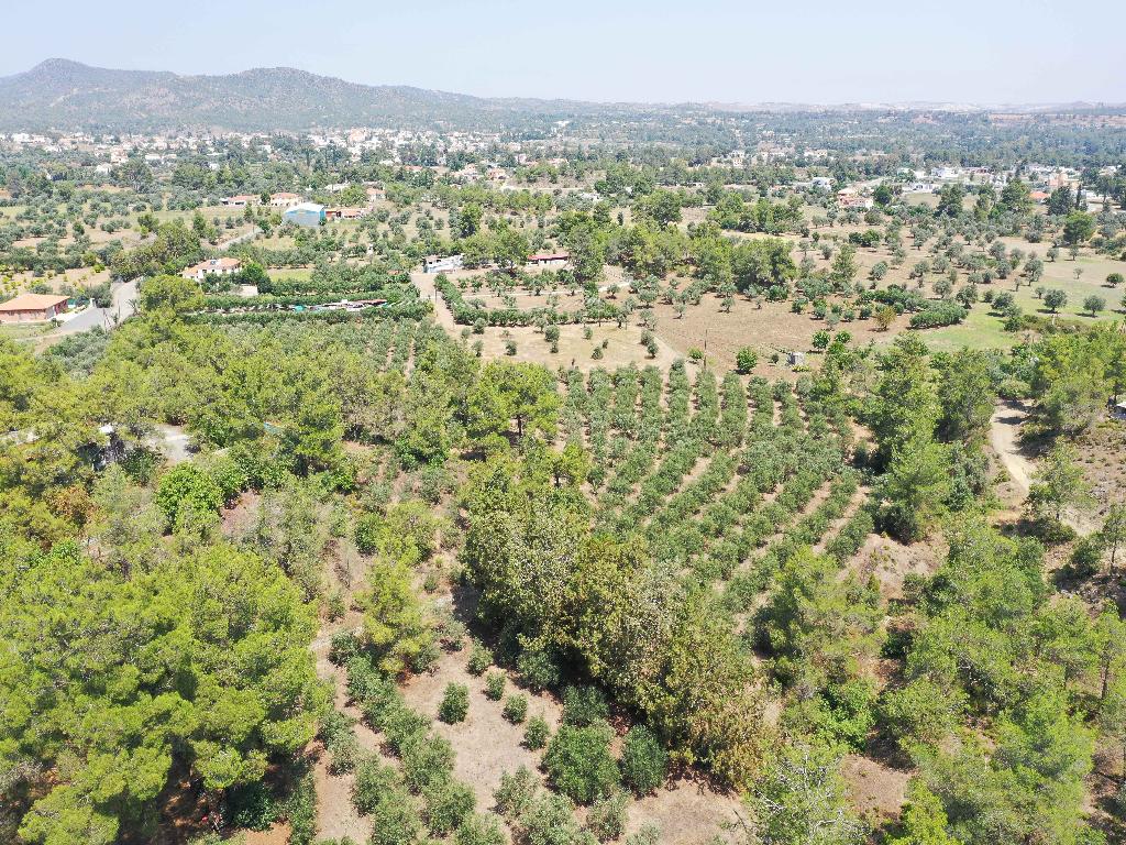 Field - Lythrodontas, Nicosia