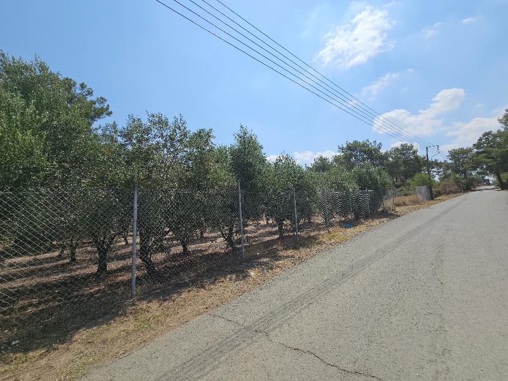 Field - Lythrodontas, Nicosia