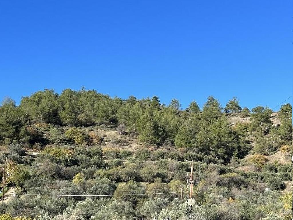 Field-Palaichori Orinis-PR40250