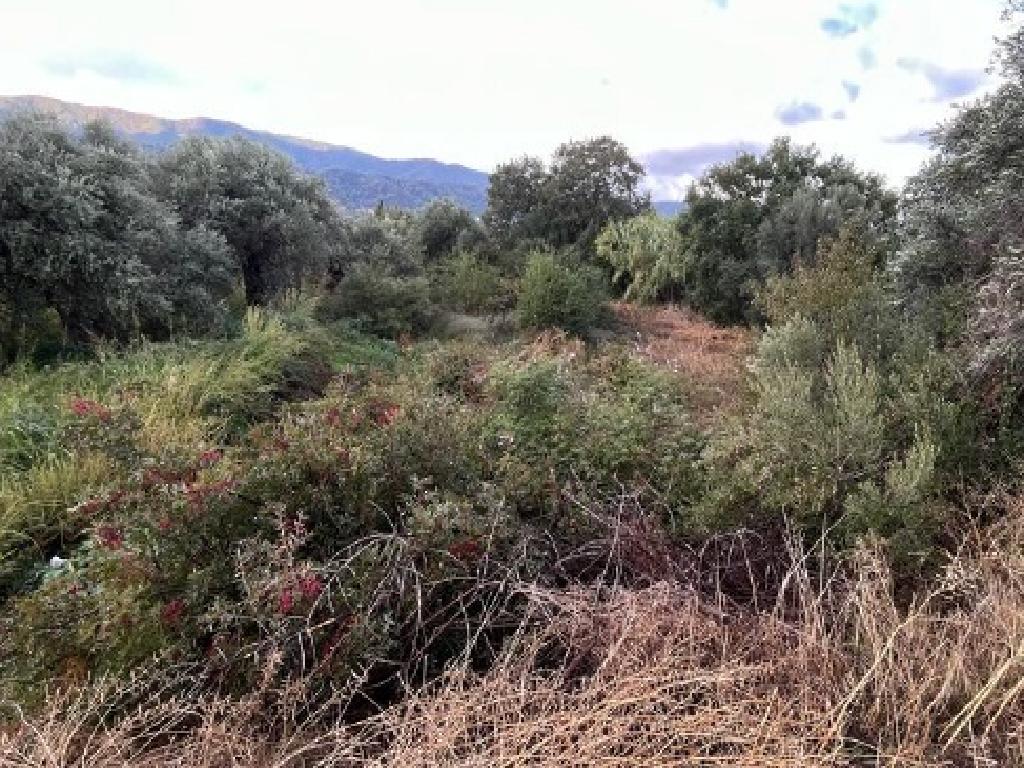 Field-Spilia-PR41372