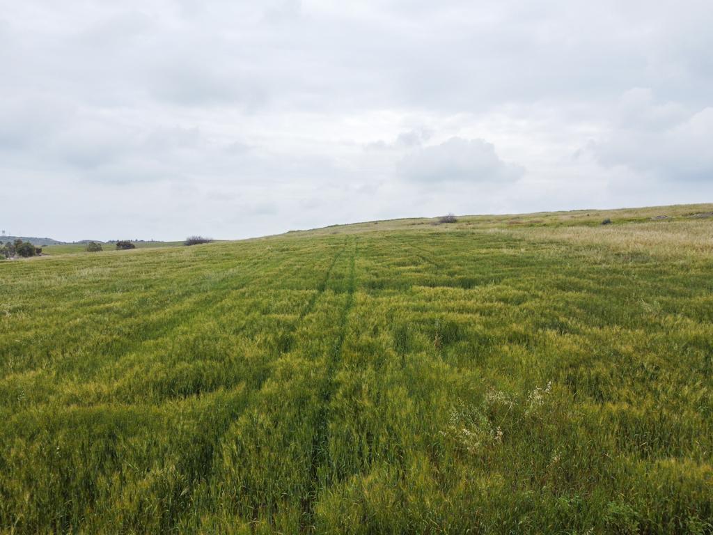 Field-Aradippou-PR37045