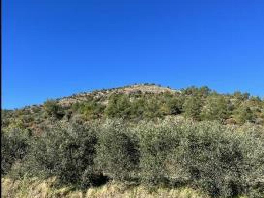 Field-Palaichori Morfou-PR40246
