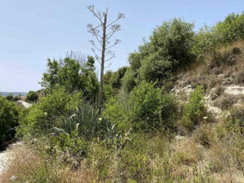 Field - Simou, Paphos
