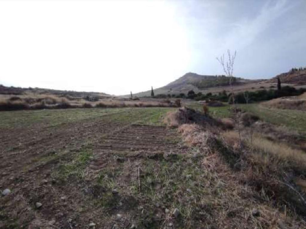 Field - Kato Koutrafas, Nicosia