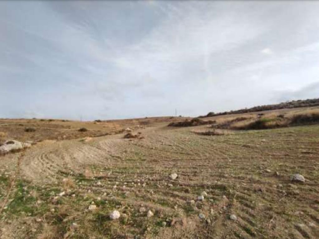 Field - Kato Koutrafas, Nicosia