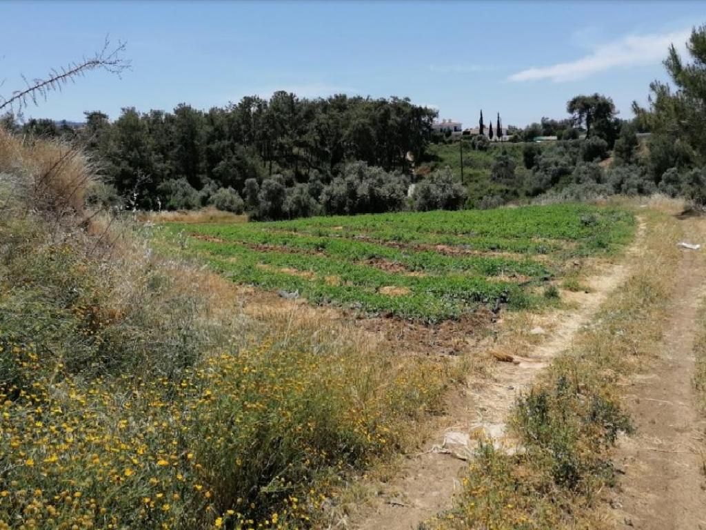 Field - Argaka, Paphos