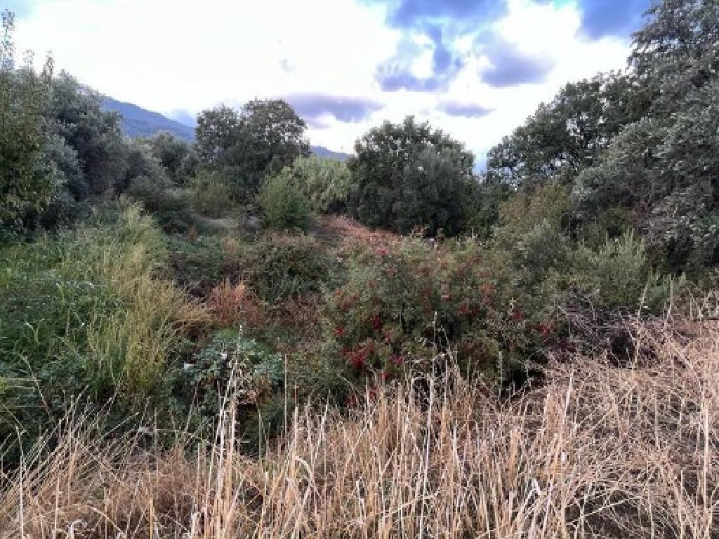 Field-Spilia-PR41367