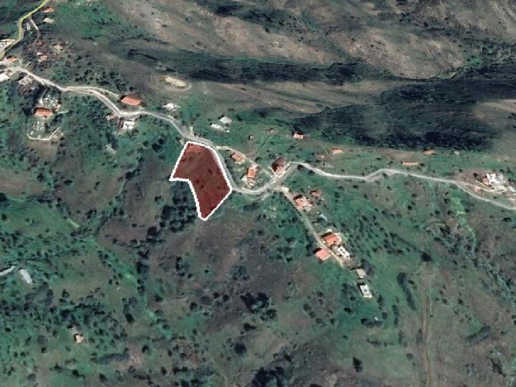 Field-Pigenia-PR15494