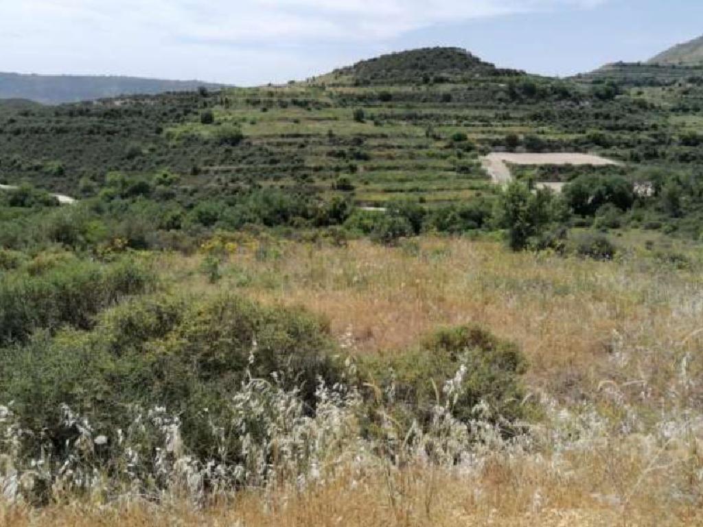 Field-Pachna-PR35812