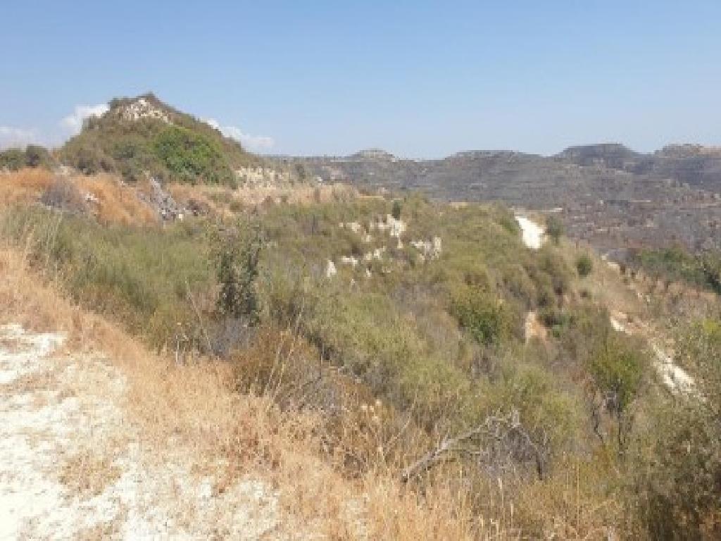 Field - Pachna, Limassol
