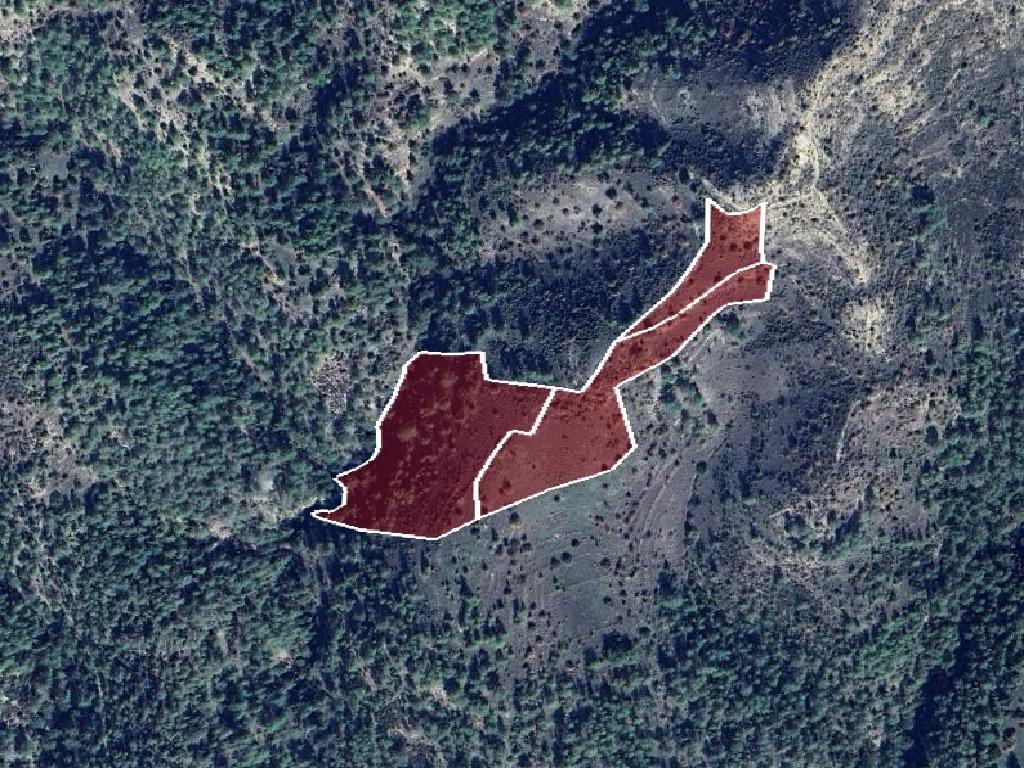 Field-Dora-CP10063