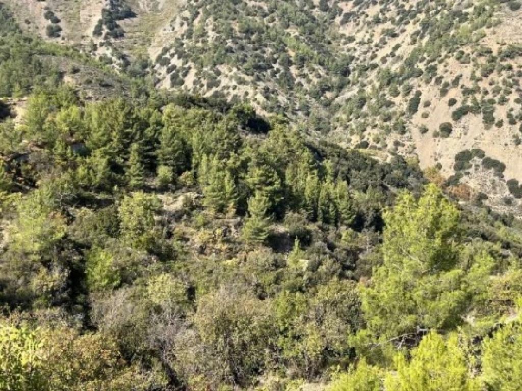 Field - Moutoula, Nicosia