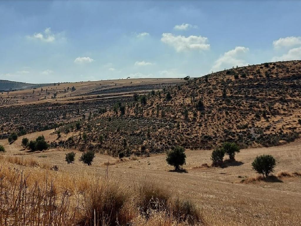 Field - Lympia, Nicosia