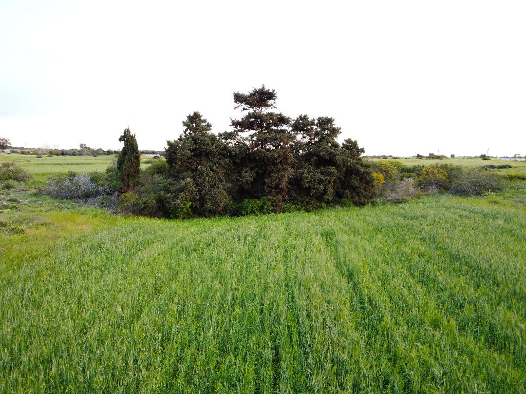 Field-Paralimni-PR37749