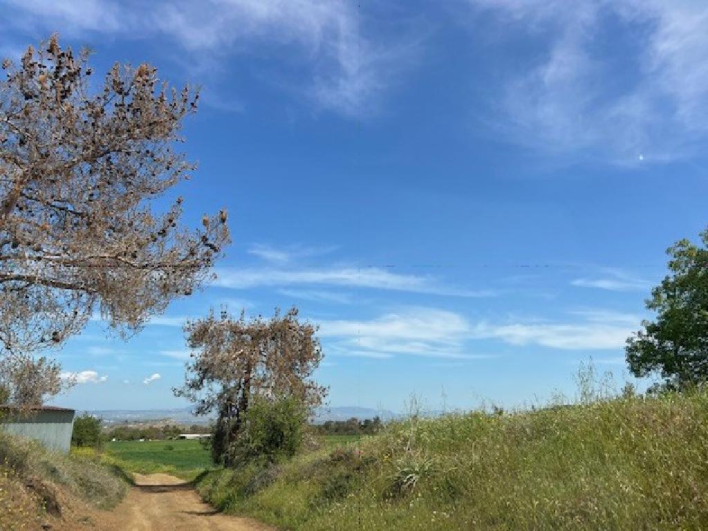 Field - Agios Theodoros (Soleas), Nicosia