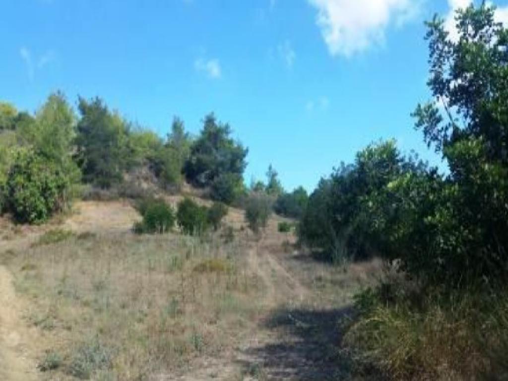 Field-Peristerona-PR39440
