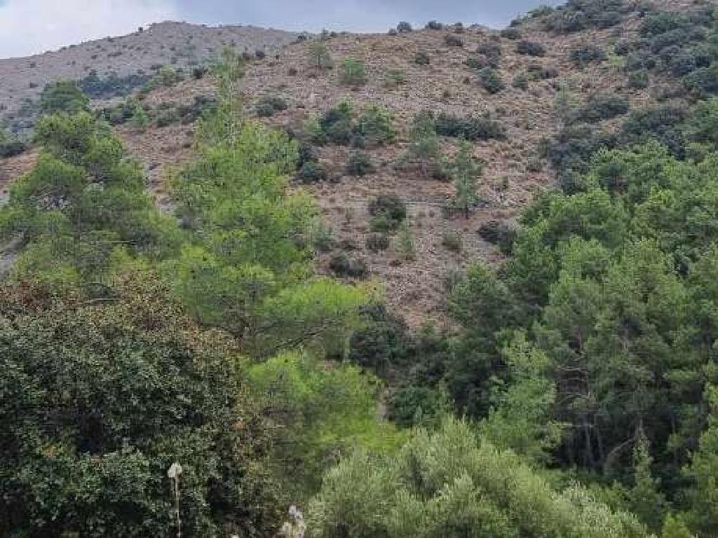 Field-Gourri-PR41243