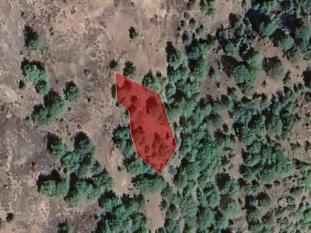 Field-Mosfili-PR37531