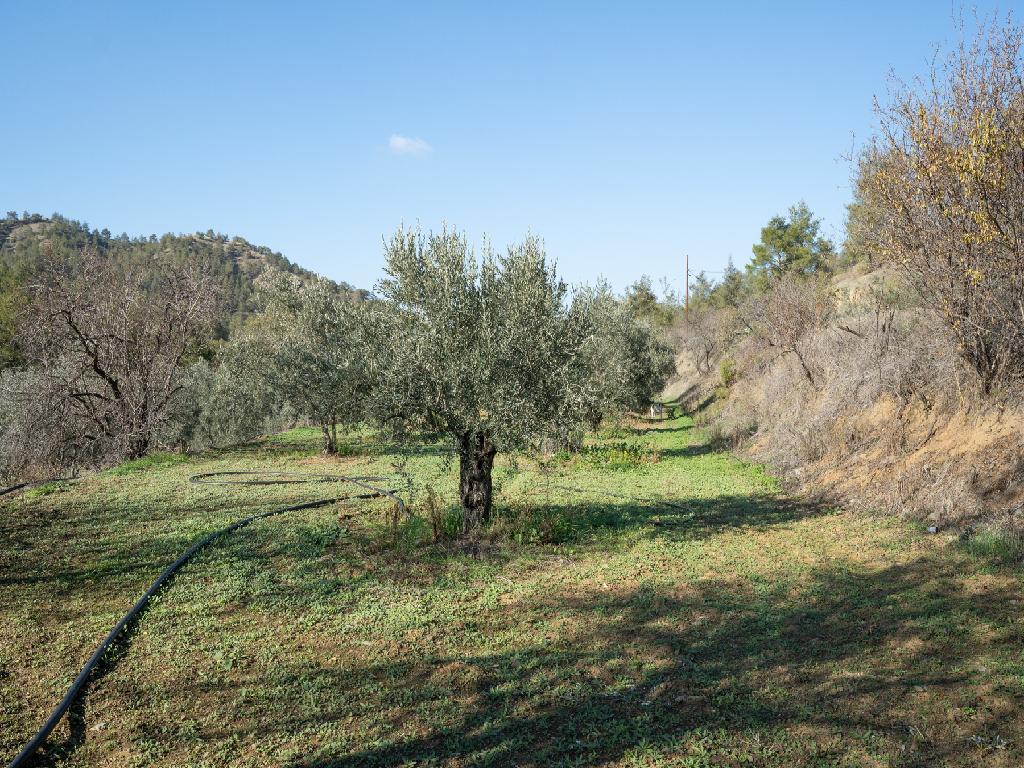 Field-Agios Theodoros (Soleas)-PR39358