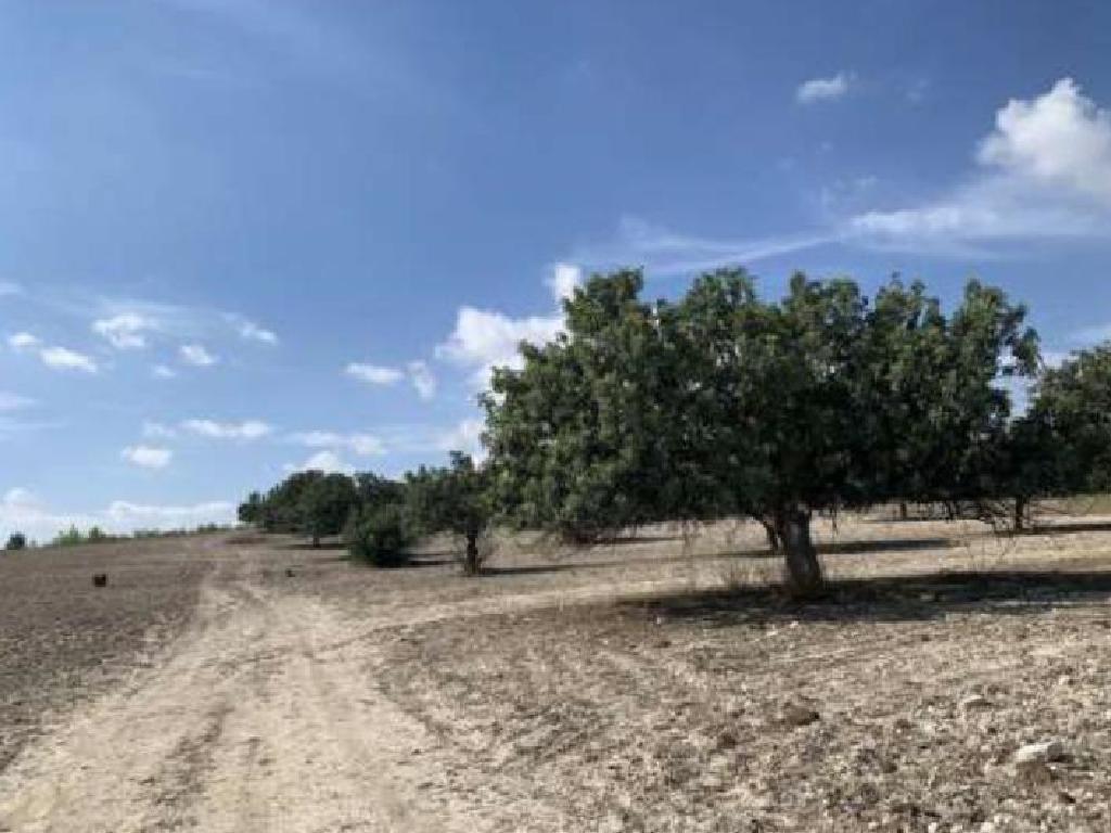 Field-Aradippou-PR42231