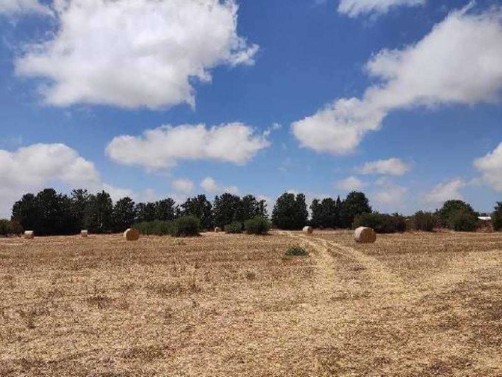 Field-Mesogi-PR43397