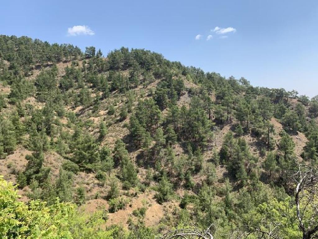 Field-Platanistasa-CP10240