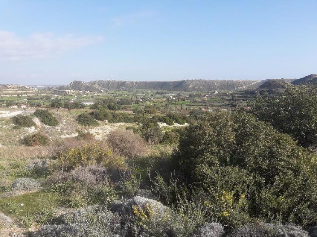 Field - Pissouri, Limassol